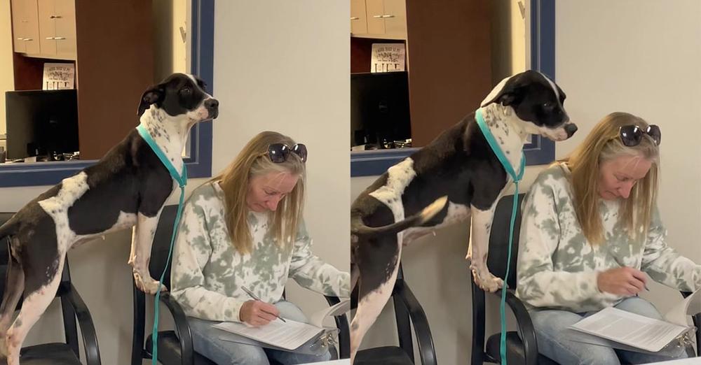 Shelter dog has the most adorable reaction as her new mom signs adoption papers