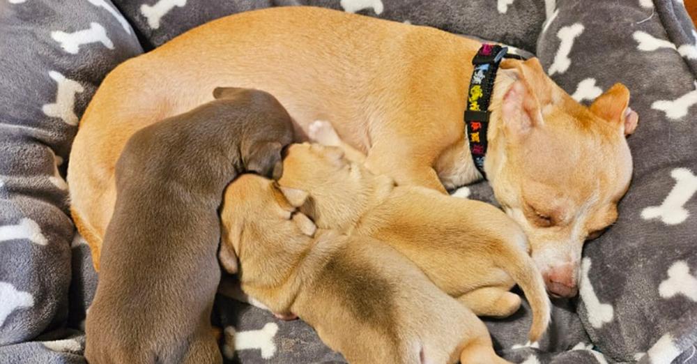 Abandoned mama dog gives birth, nurses pups with painful broken leg: “through sheer will and without hesitation”
