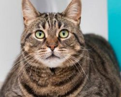 10-year-old cat “heartbroken” after owner abandoned her during move — now looking for new home