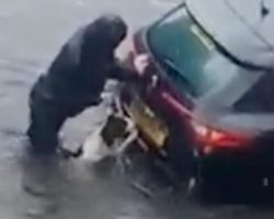 Dog helps his owner push car out of flood water