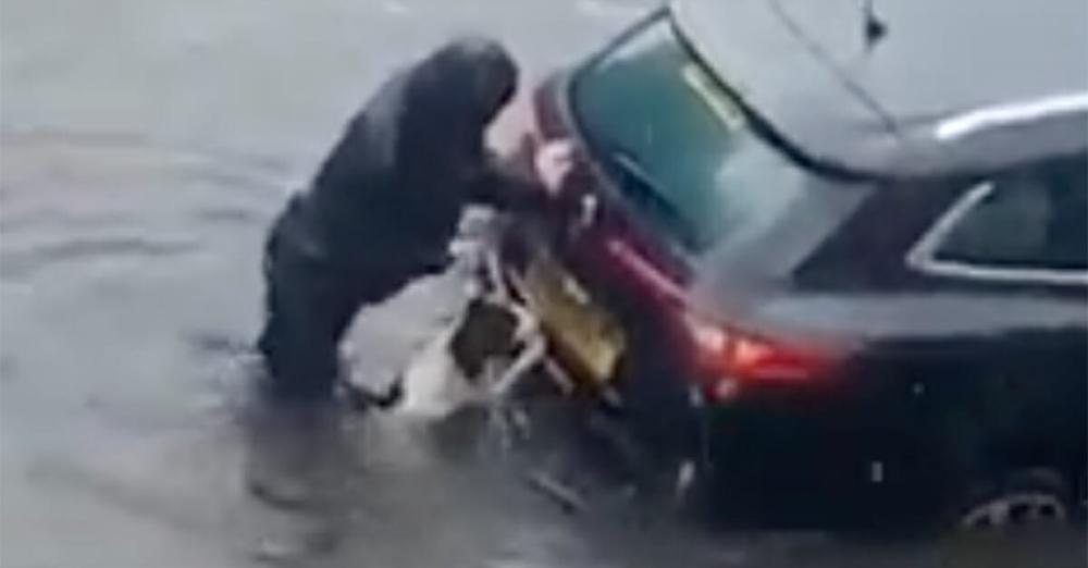 Dog helps his owner push car out of flood water