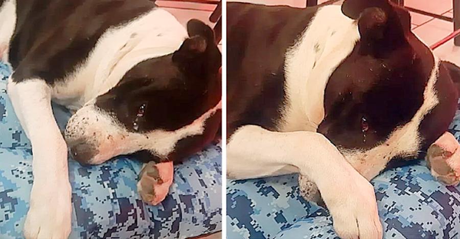 Rescue Dog Used For Street Fights Cries When They Give Him A Bed