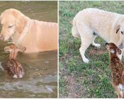 Hero dog paddles out into lake to save baby deer, and makes a new friend