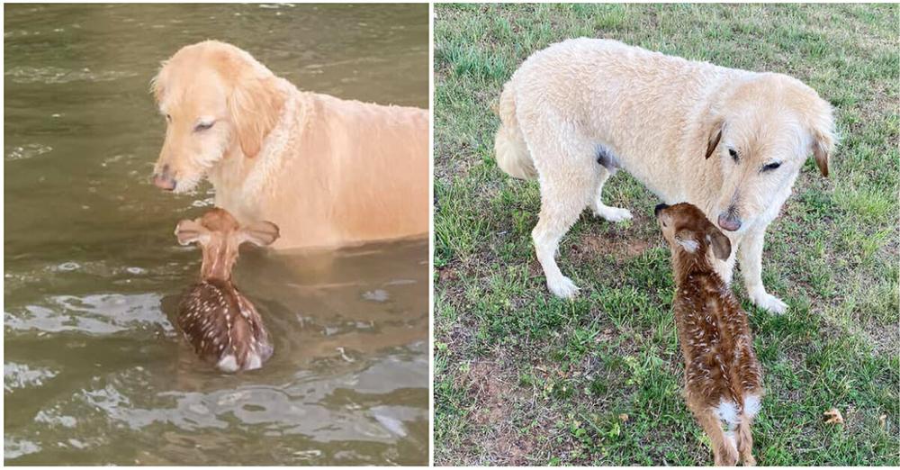 Hero dog paddles out into lake to save baby deer, and makes a new friend