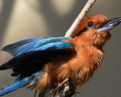 Once extinct in the wild, rare bird released back into nature for first time in 40 years