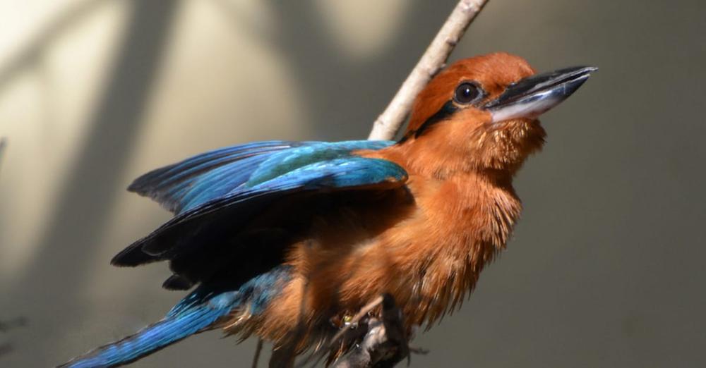 Once extinct in the wild, rare bird released back into nature for first time in 40 years
