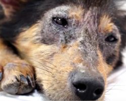 Pained-Eyes Showed She’d Given Up On Life, But They Wouldn’t Give Up On Her
