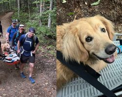 Golden retriever became tired and injured during strenuous hike, so volunteers carried him to safety