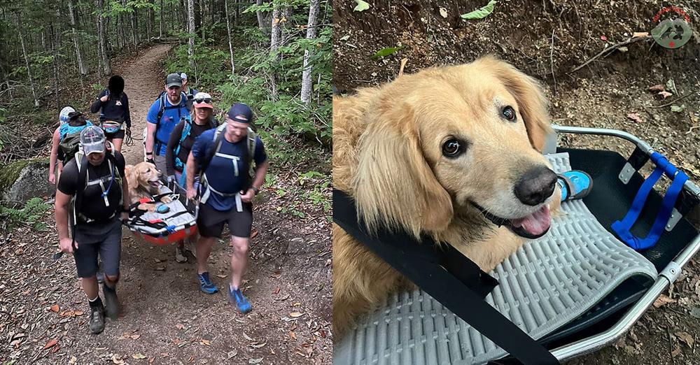 Golden retriever became tired and injured during strenuous hike, so volunteers carried him to safety