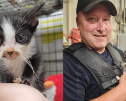 Police officer rescues scared kitten who was being tossed around by kids — then steps in to adopt him