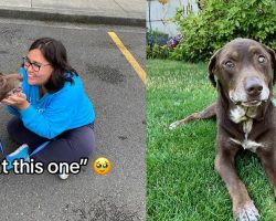 Woman adopts blind, ailing senior dog from shelter, makes his life amazing for his last 28 days