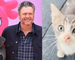 Gwen Stefani and Blake Shelton rescue “hardly alive” kitten, give him a home