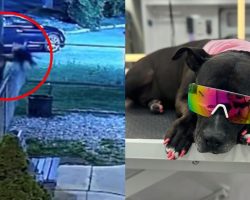 Dog who was thrown over fence of shelter finds amazing new home