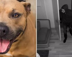 Dog Mistaking In-Law For Intruder Delights Internet: ‘That Scream’