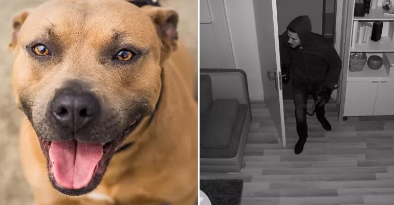 Dog Mistaking In-Law For Intruder Delights Internet: ‘That Scream’