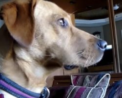 Dog Won’t Break His ‘Stare’ At The Same Spot Everyday, And Mom Is Worried