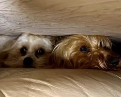 Two dogs were thought dead after landslide destroyed house — then came a miracle