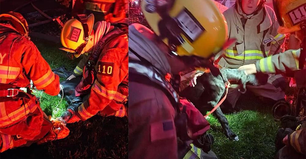 Firefighters save dog from burning building, revive him with CPR