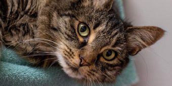 Cat who went missing 2 years ago found 2,000 miles away, reunites with family after “secret” adventure
