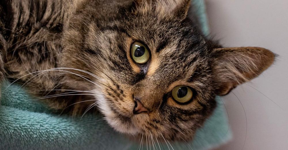 Cat who went missing 2 years ago found 2,000 miles away, reunites with family after “secret” adventure