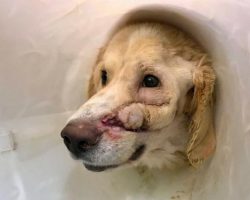Dog is shot in the head by owner for being ‘too happy’ but never loses his smile