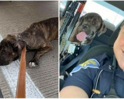 State trooper rescues scared, neglected puppy left behind on interstate