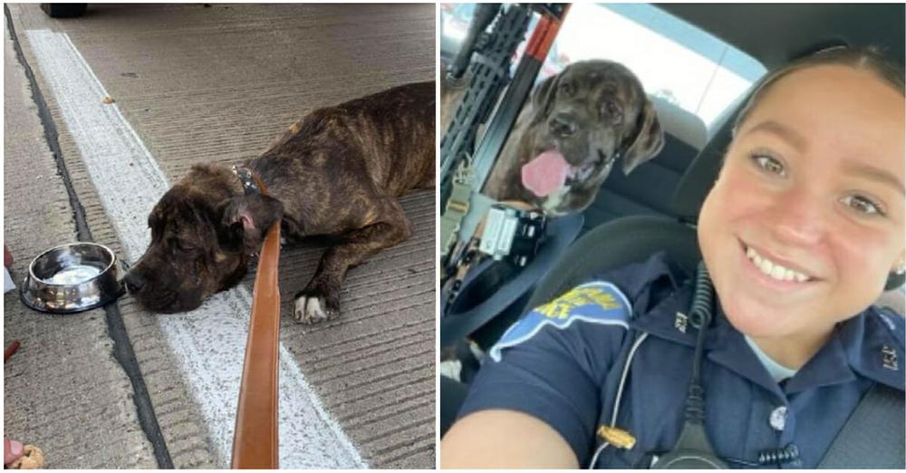 State trooper rescues scared, neglected puppy left behind on interstate
