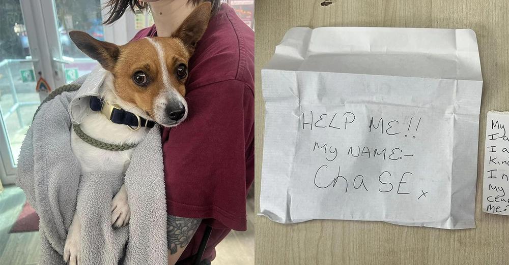 Puppy found abandoned, note on his collar reveals heartbreaking story