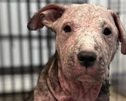 Animal rescue saves “crusty” shelter dog with mange from being put down, gives him a new start