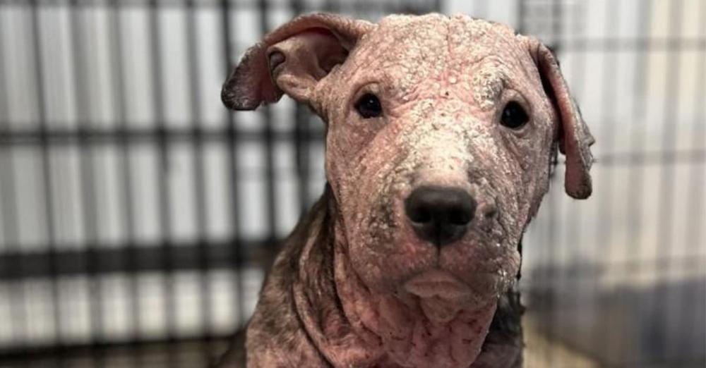 Animal rescue saves “crusty” shelter dog with mange from being put down, gives him a new start