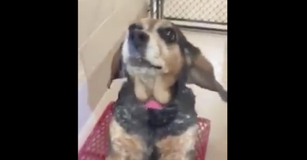 Woman ‘Can’t Stand’ Her Dog Anymore And Is ‘Sick’ Of It, So She Tells Shelter To Kill It