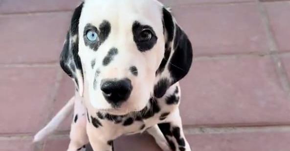 Beautiful Dalmatian with different colored, heart-shaped eyes goes viral