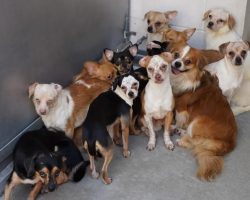 Shelter “unbelievably full” after rescuing 34 dogs from hoarding situation, offers free adoptions