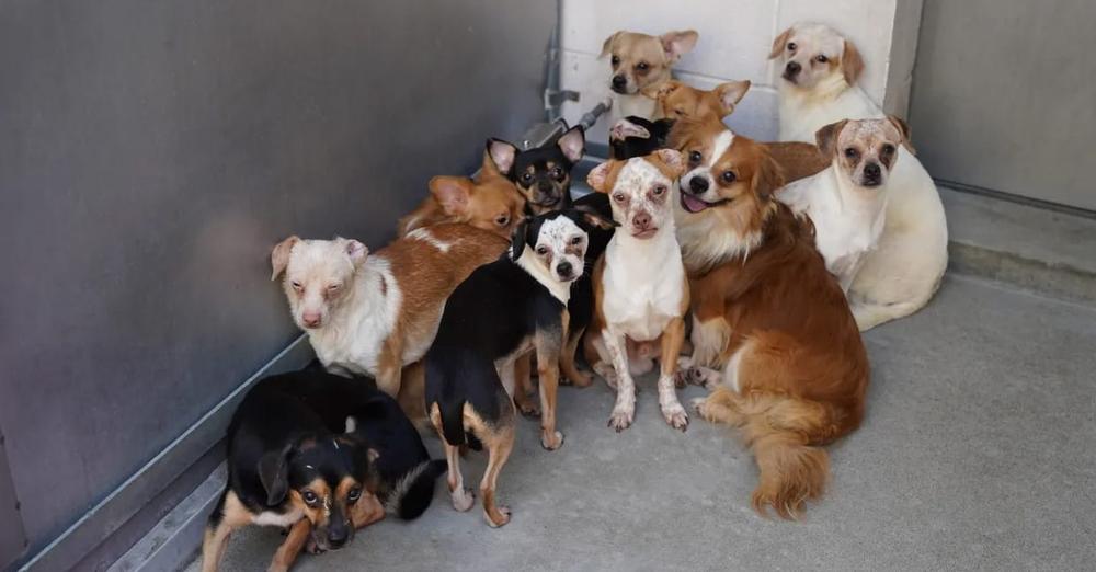 Shelter “unbelievably full” after rescuing 34 dogs from hoarding situation, offers free adoptions