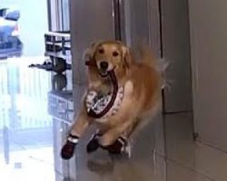 The Golden Retriever Treats The Veterinary Clinic Like A Playground