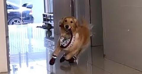 The Golden Retriever Treats The Veterinary Clinic Like A Playground