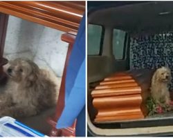 Loyal little dog refuses to leave late owner’s side at her funeral