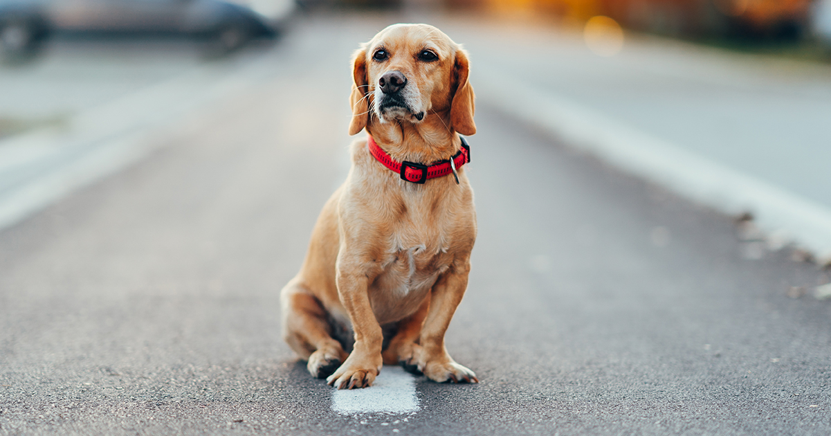 After dog is hit and killed by car, family’s brutal sign has the whole neighborhood talking