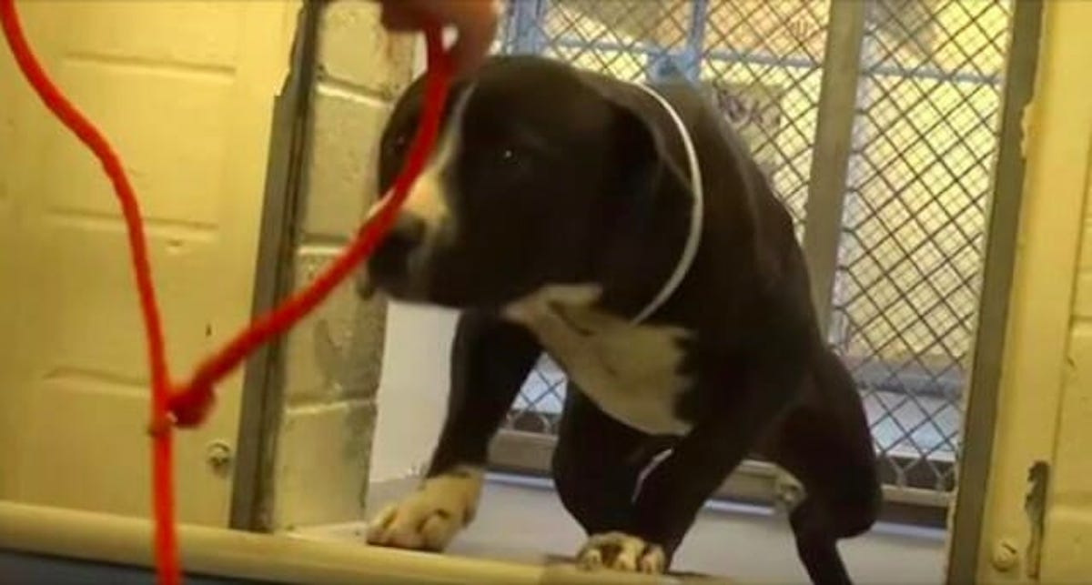Shelter dog confused when they hand him leash, then camera captures tear-jerking moment he realizes he’s going home