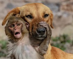 Dog adopts an orphaned baby monkey after locals poisoned her mother