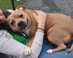 Dog finds a forever home days after she was returned to shelter for being ‘too nice’
