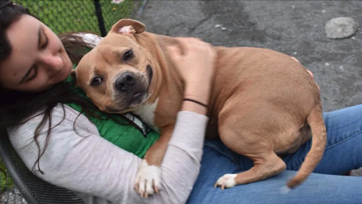 Dog finds a forever home days after she was returned to shelter for being ‘too nice’