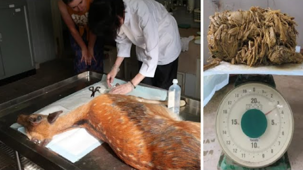 ‘Starving’ deer dies, only for vets hearts to break as they find 9 lbs of plastic inside her stomach