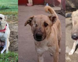 Dog who lost an eye after being pelted with rocks now looking for a home