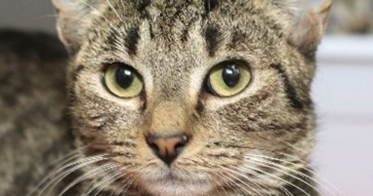 Allentown, Pennsylvania becomes latest city to ban declawing cats