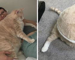 Cat-loving couple go to adopt kitten – return home with 33 lb cat ready to start diet