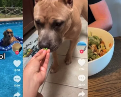 10 ‘Hilarious’ Dog TikTok Videos That Have Us Loving Dogs Even More