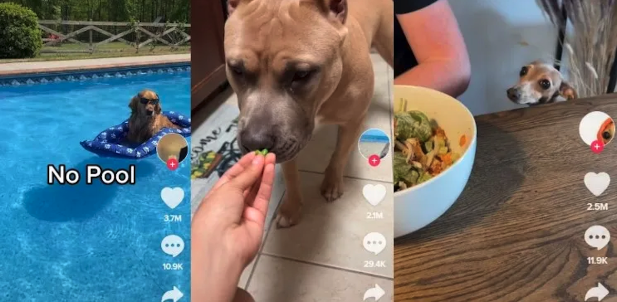 10 ‘Hilarious’ Dog TikTok Videos That Have Us Loving Dogs Even More