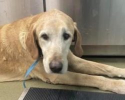 Family devastated after shelter euthanized their missing dog, owner demands justice
