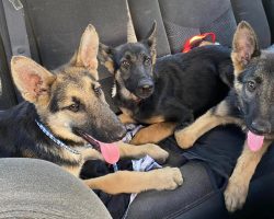 Three starving German Shepherd puppies were left in dumpster, rescued by Good Samaritan